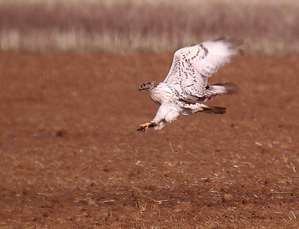 Ferruginous hawk (commons.m.wikimedia.org/Alan Schmierer)