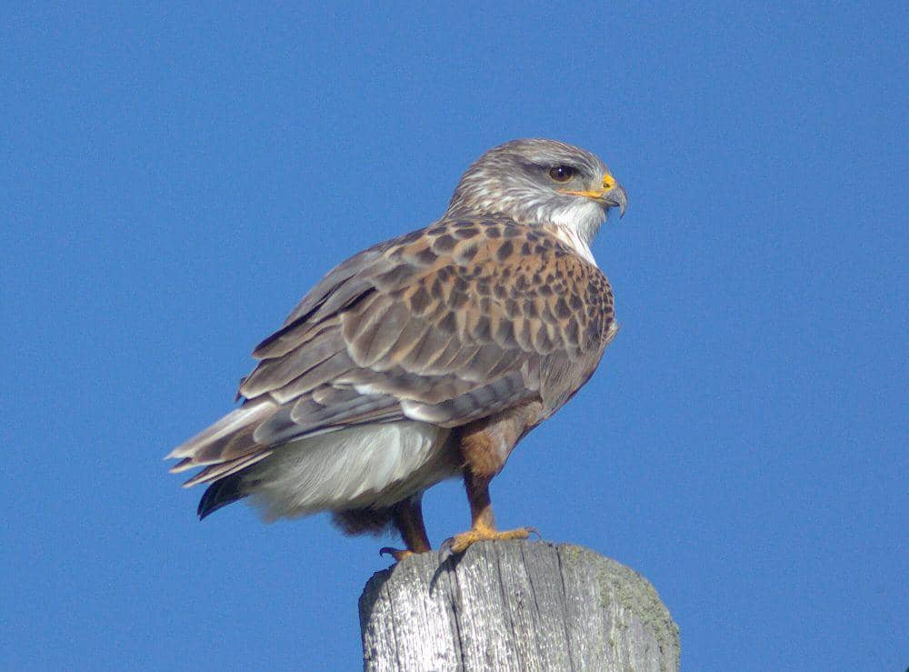 Ferruginous hawk (commons.m.wikimedia.org/Alan Schmierer)