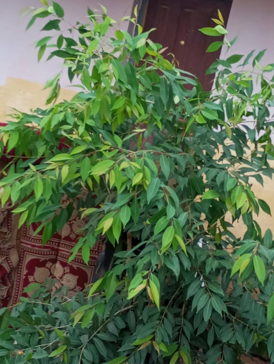 Daun eucalyptus sebagai makanan utama ngengat komet