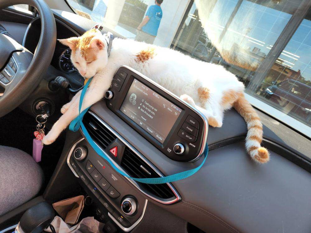 potret kucing nongkrong di dashboard mobil (reddit.com/user/driftingfaster)