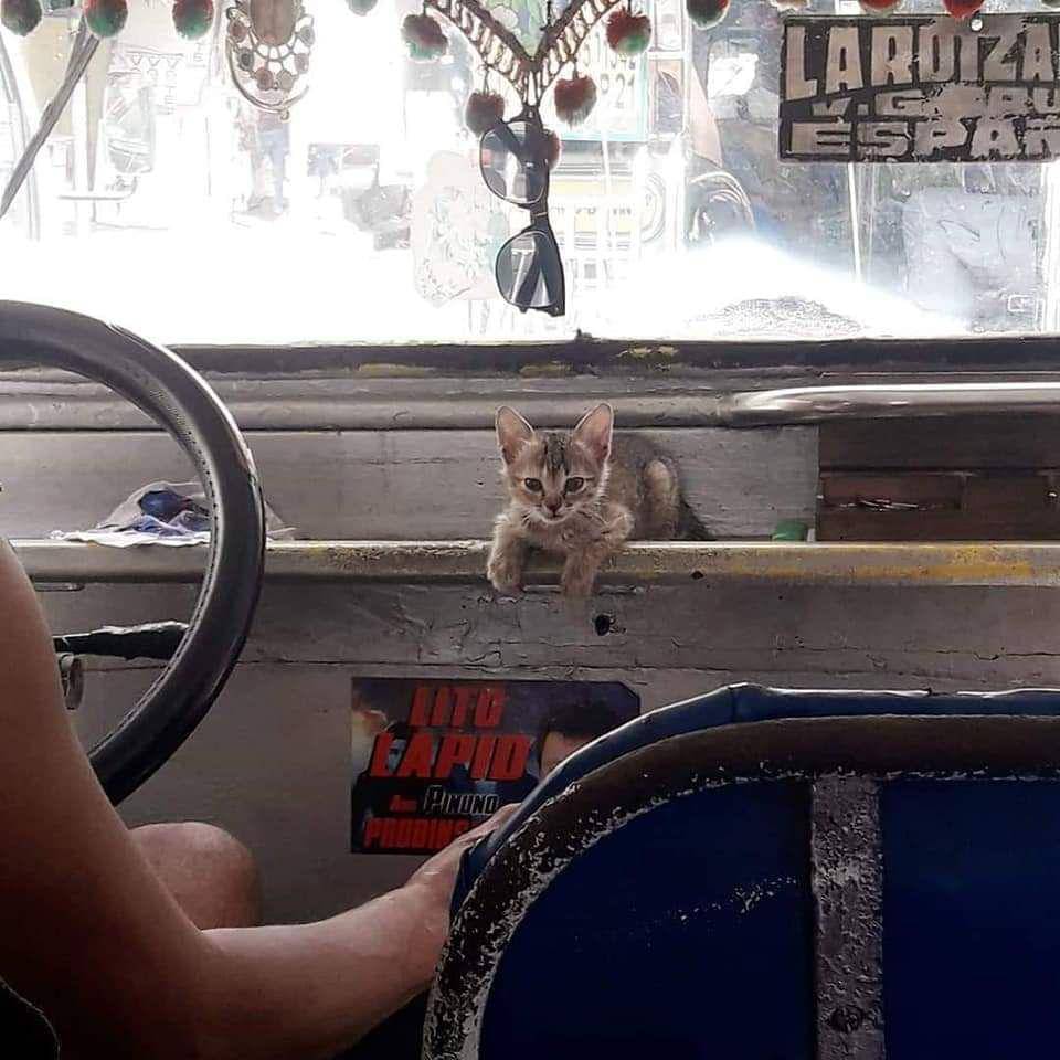 potret kucing nongkrong di dashboard mobil (reddit.com/user/StannisIsMyLiege)