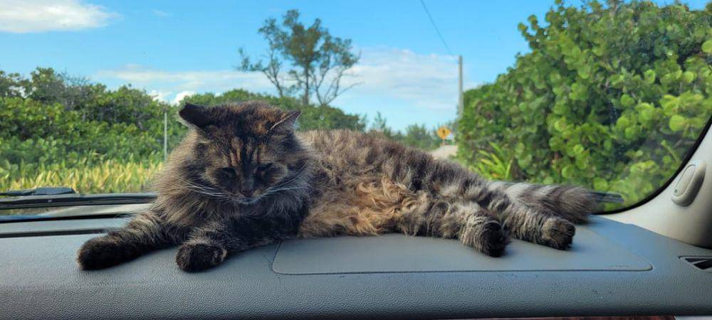 potret kucing nongkrong di dashboard mobil (reddit.com/user/PlasticInTheBasket)