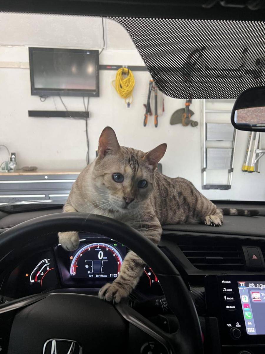 potret kucing nongkrong di dashboard mobil (reddit.com/user/Spicy__Llama)