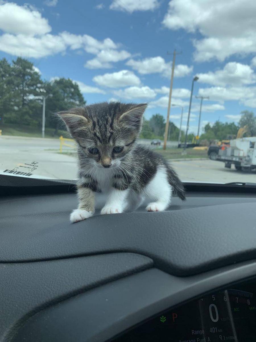 potret kucing nongkrong di dashboard mobil (reddit.com/user/National_Wafer5817)