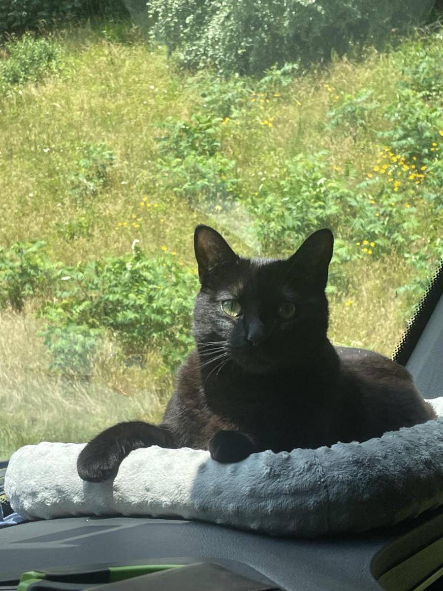 potret kucing nongkrong di dashboard mobil (reddit.com/user/RangingWolf)