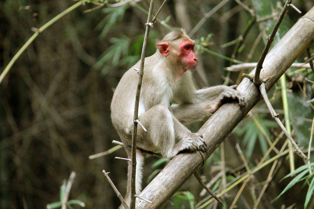 Bonner macaque (commons.m.wikimedia.org/Dr. Ajay Balachandran)
