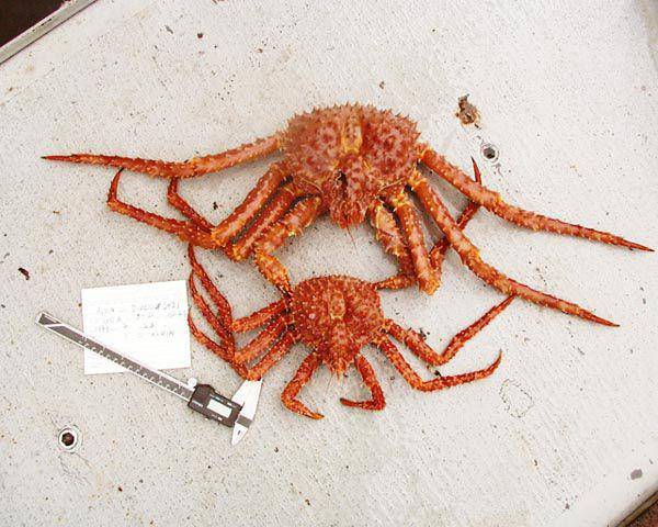 Kepiting golden king atau Golden King Crabs (oceanexplorer.noaa.gov)