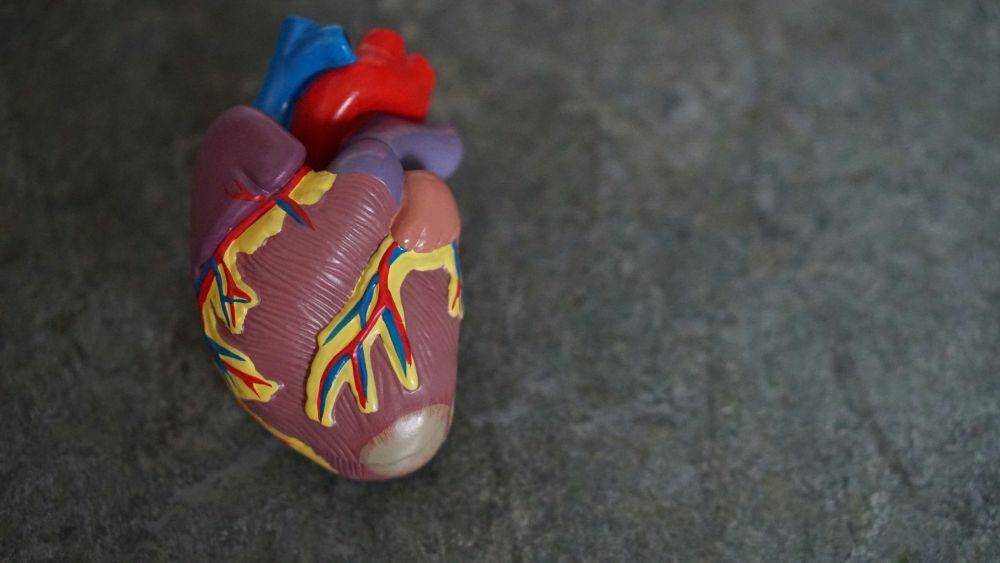 Ilustrasi organ hati (unsplash.com/Robina Weermeijer)