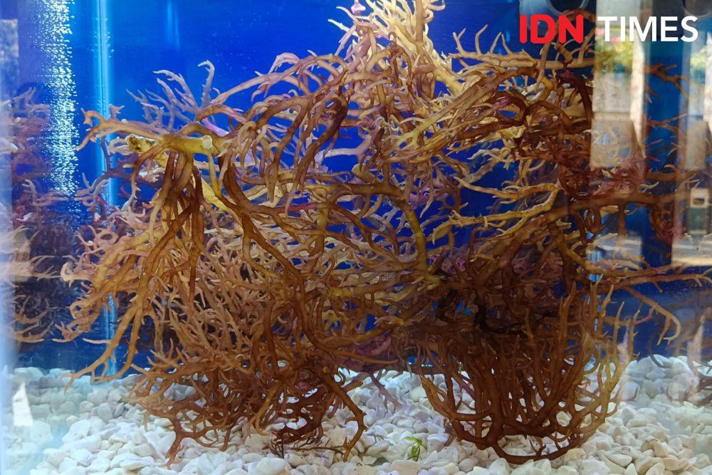 Benarkah Rumput Laut Bisa Jadi Bahan Bioavtur? Ini Kata Trenggono