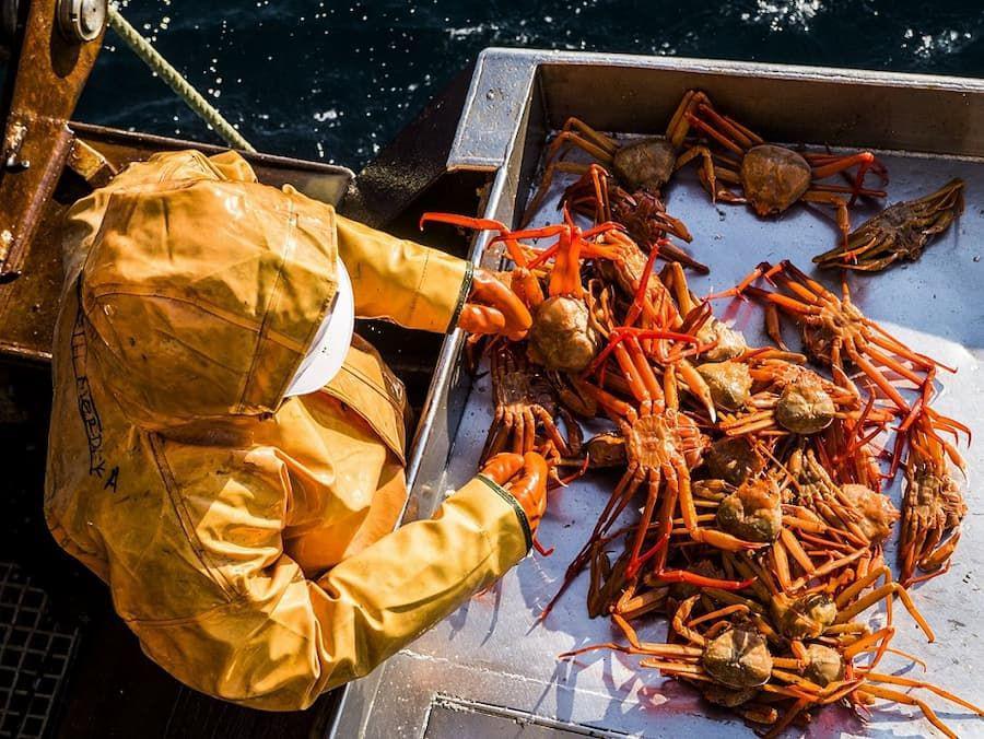 Kenapa Harga Kepiting Alaska Mahal? Berikut Alasannya