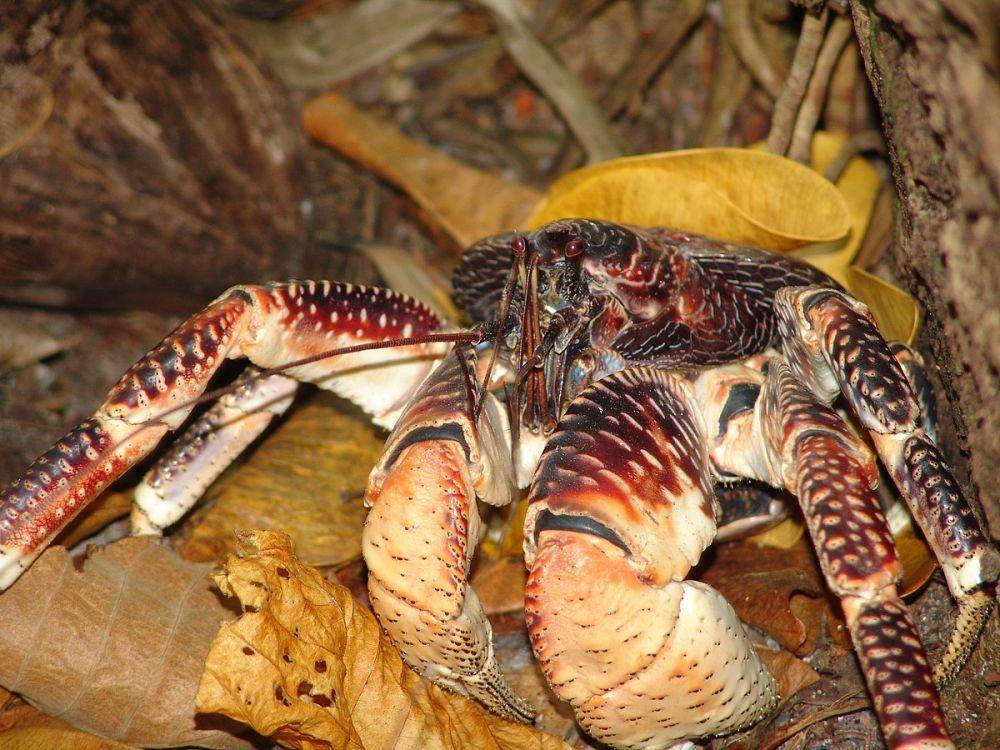 Kepiting kelapa atau coconut crabs (commons.wikimedia.org/Drew Avery)