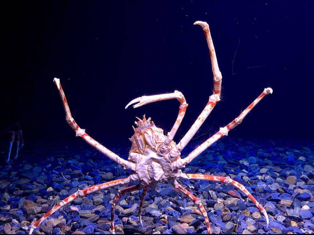 Kepiting laba-laba jepang atau Japanese Spider Crabs (commons.wikimedia.org/Sonse)