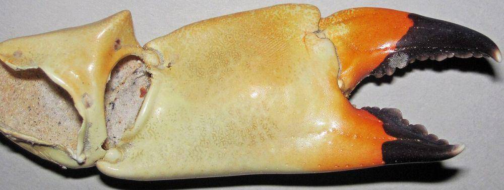 Capit kepiting batu florida atau florida stone crabs (commons.wikimedia.org/James St. John)