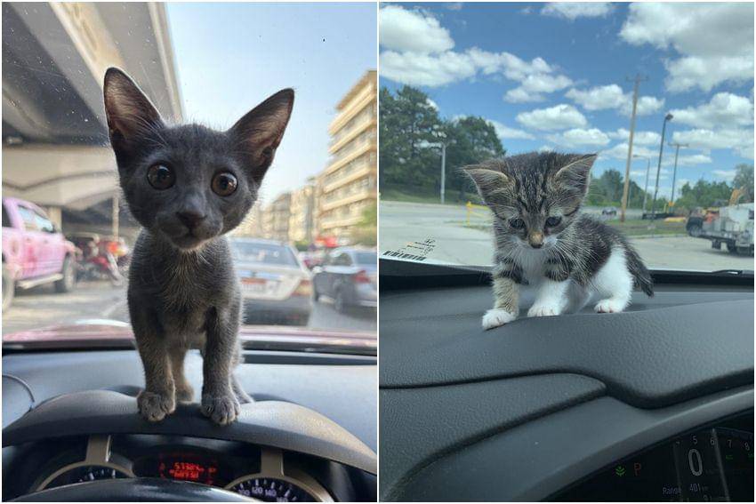 kolase potret kucing nongkrong di dashboard mobil (reddit.com/user/cakemanlove | reddit.com/user/National_Wafer5817)