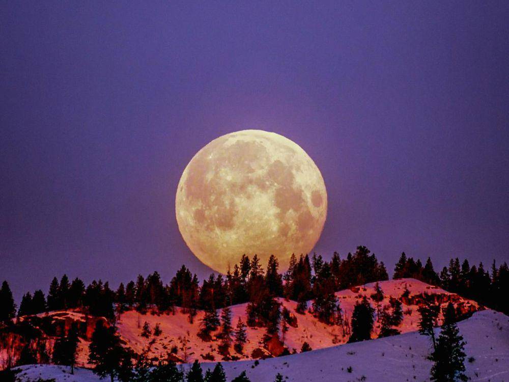 ilustrasi flower moon (pexels.com/Frank Cone)