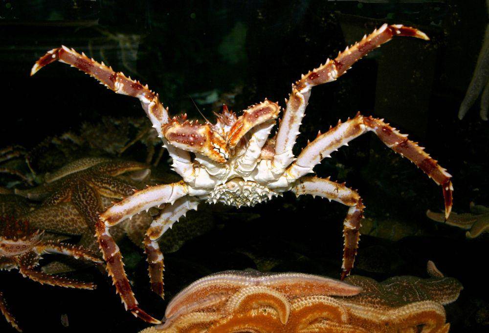 ilustrasi kepiting alaska (dok. NOAA Fisheries)