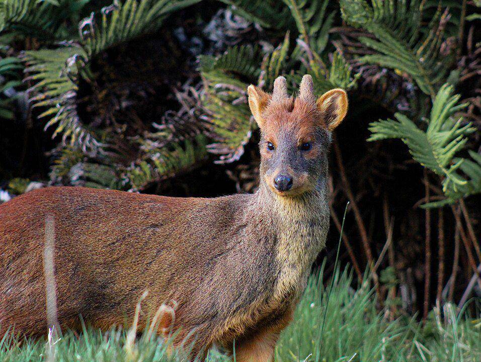 ilustrasi pudu (Wikimedia Commons/Parque Tepuhueico)