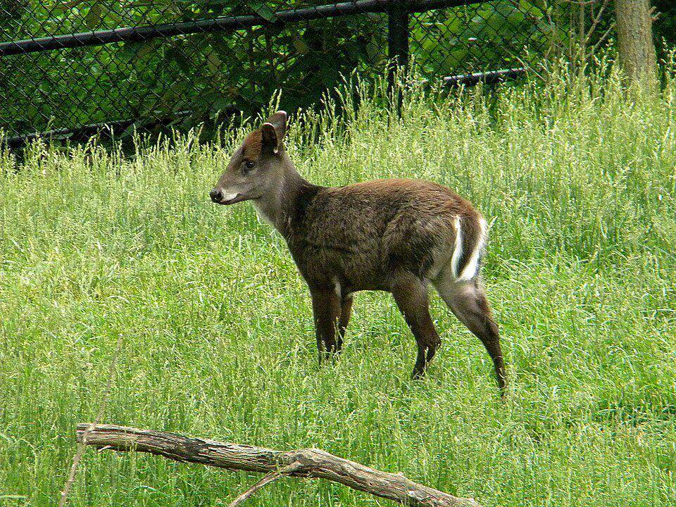 ilustrasi rusa berumbai (Wikimedia Commons/Shell Kinney)