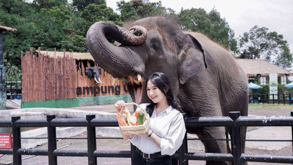 ilustrasi bermain bersama gajah (lembangparkzoo.co.id)