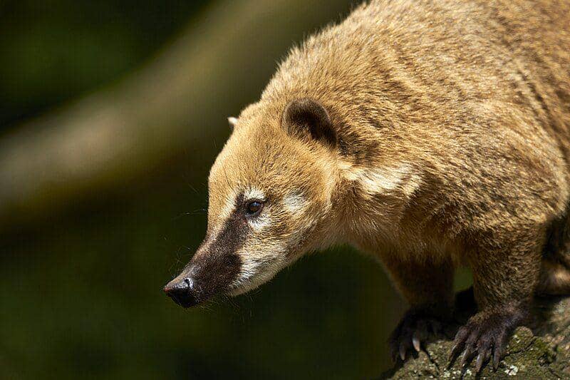 South american coati (commons.wikimedia.org/Anil Oztas)