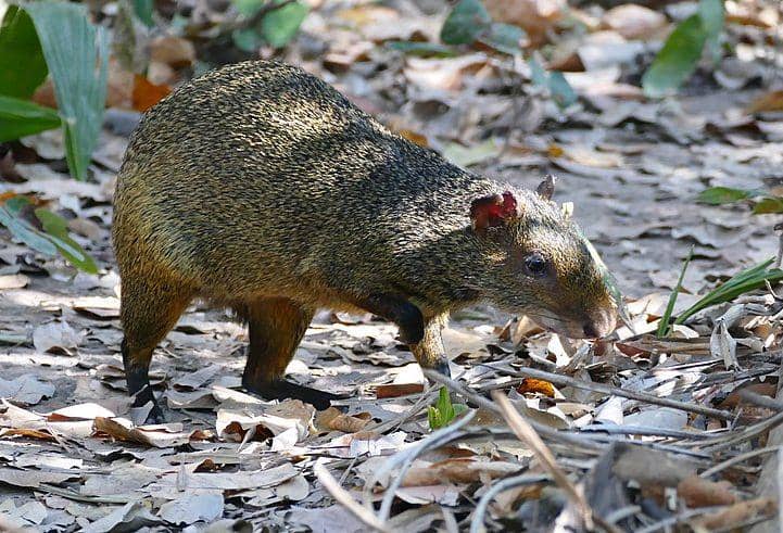 Azara’s agouti (commons.wikimedia.org/Bernard Dupont)