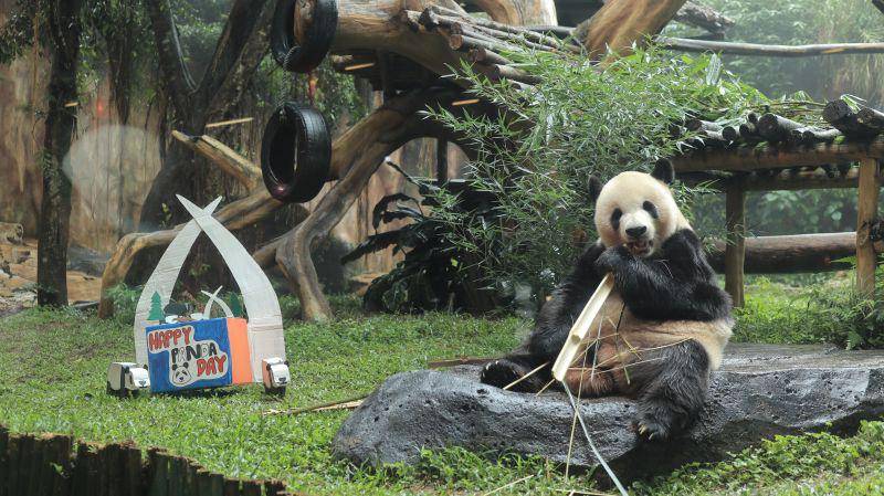 ilustrasi panda (tamansafari.com)