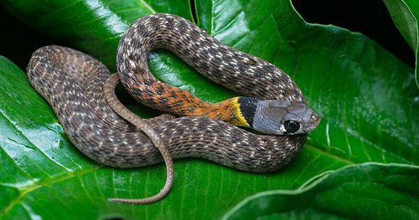 4 Spesies Ular Paling Beracun di Thailand, Jangan Lengah!