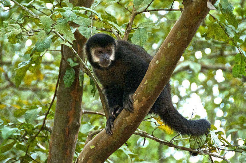 Black capuchin (commons.wikimedia.org/Peter Cook)