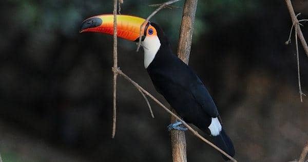 4 Hewan Unik yang Hidup di Taman Nasional Iguazu, Ada Primata Langka!