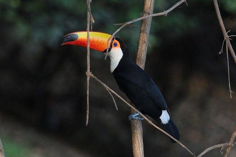 Toco toucan (commons.wikimedia.org/Charles J. Sharp)