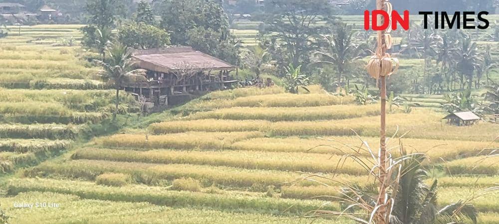 Subak Jatiluwih (IDNTimes/Wira Sanjiwani)