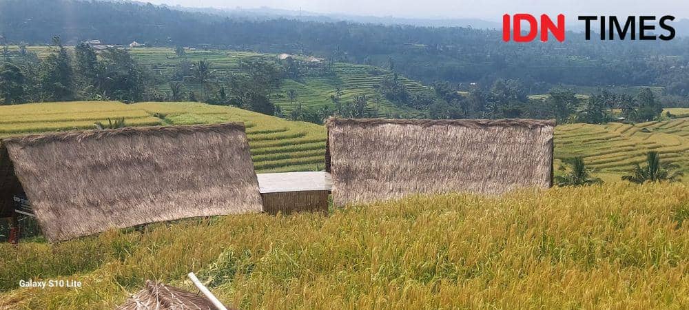 Subak Jatiluwih (IDNTimes/Wira Sanjiwani)
