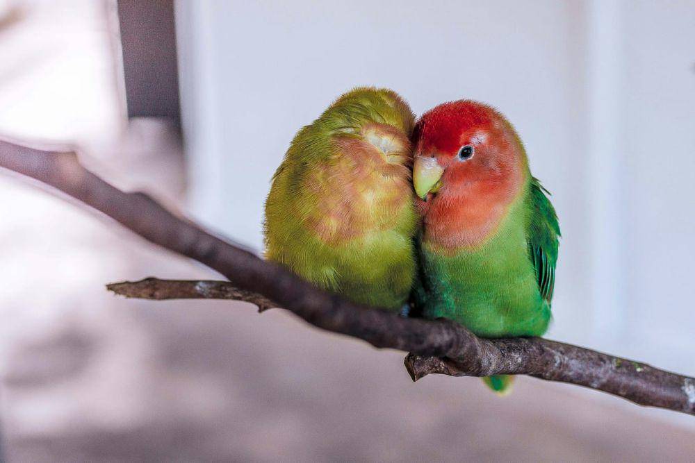 ilustrasi birdlove (unsplash.com/Isaac Benhesed)
