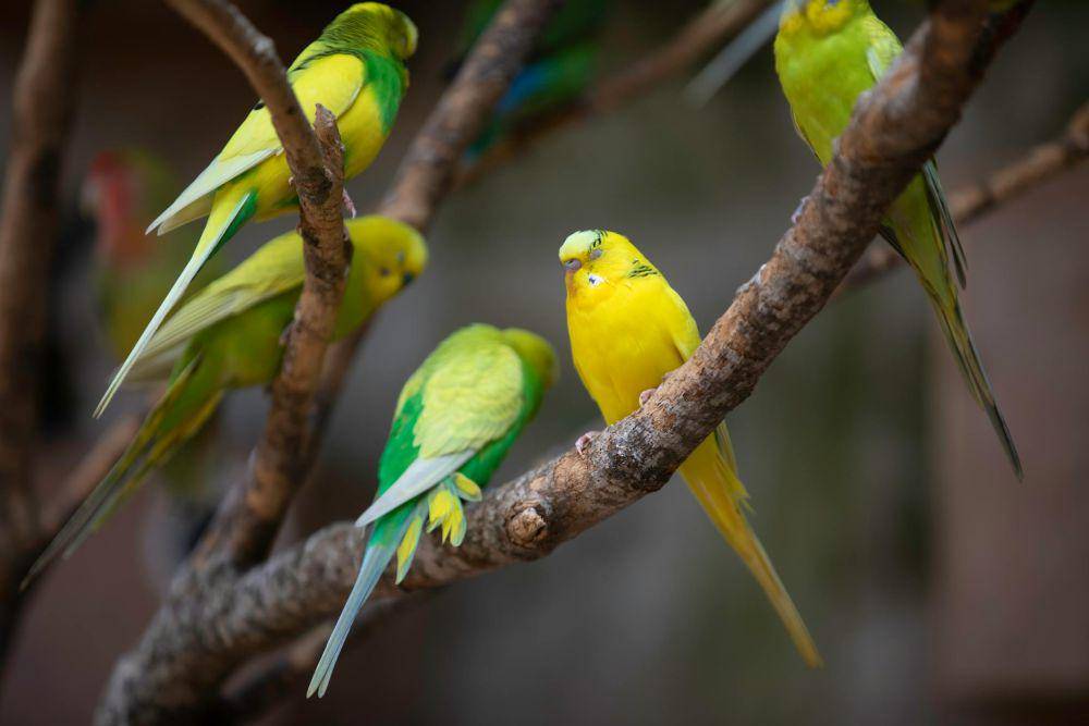 ilustrasi birdlove (pexels.com/Anil Sharma)