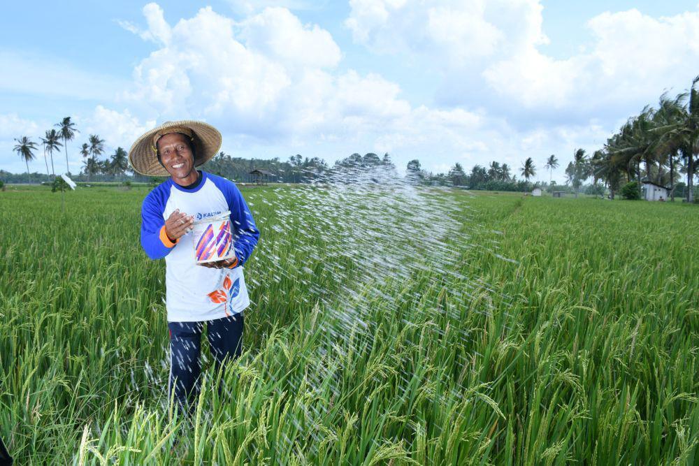 Jelang Musim Tanam Kedua, Pupuk Kaltim: Stok Pupuk Subsidi Aman