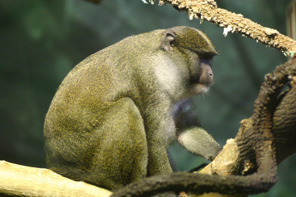 6 Fakta Unik Allen's Swamp Monkey, Penghuni Rawa yang Pandai Berenang