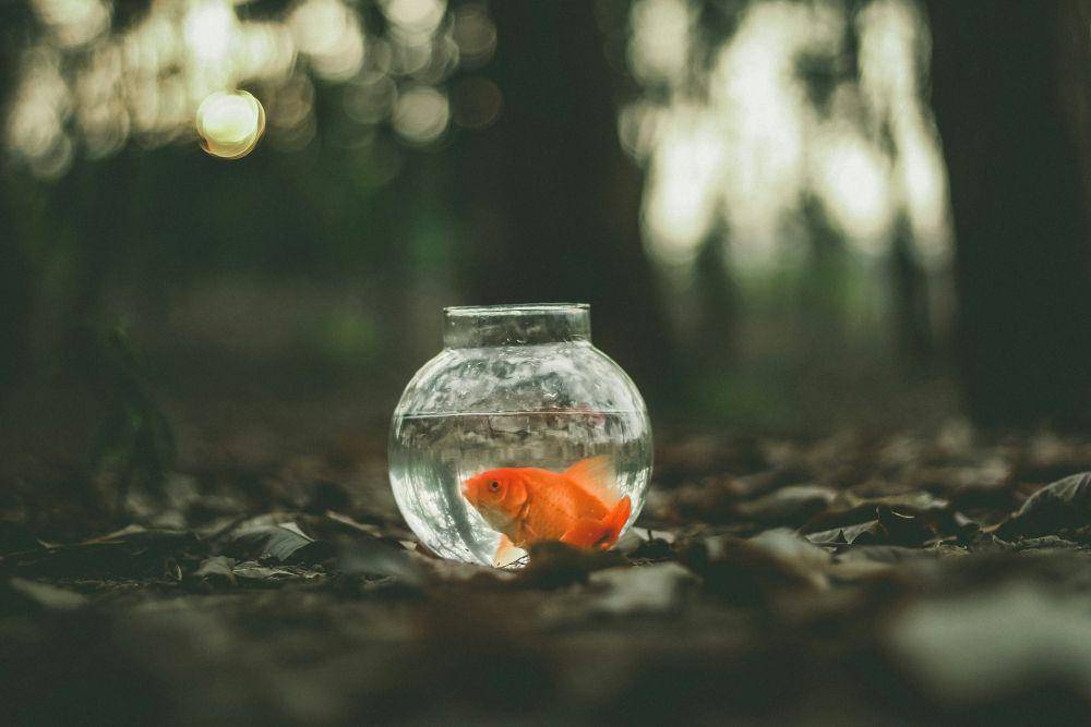 ikan emas (unsplash.com/Ahmed Zayan)