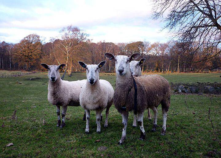 Blueface leicester sheep (commons.wikimedia.org/Karl and Ali)