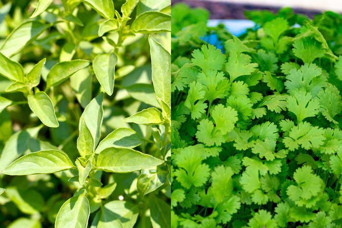 [QUIZ] Buktikan kalau Kamu Bisa Menebak Daun Kemangi dan Daun Ketumbar Ini!