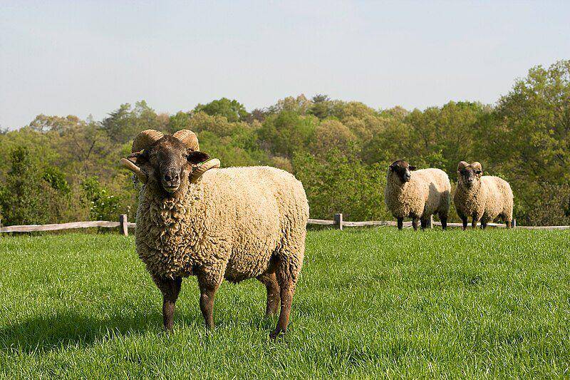 Hog island sheep (commons.wikimedia.org/Stephen Ausmus)