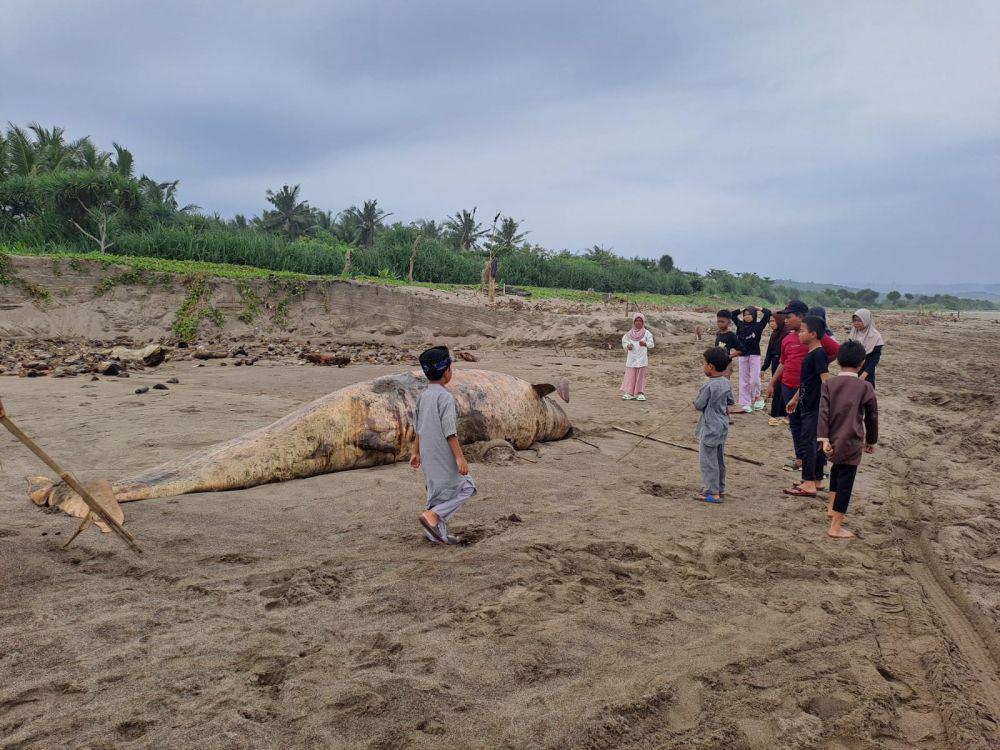 Ikan Duyung Mati Terdampar di Pantai Selatan Banten