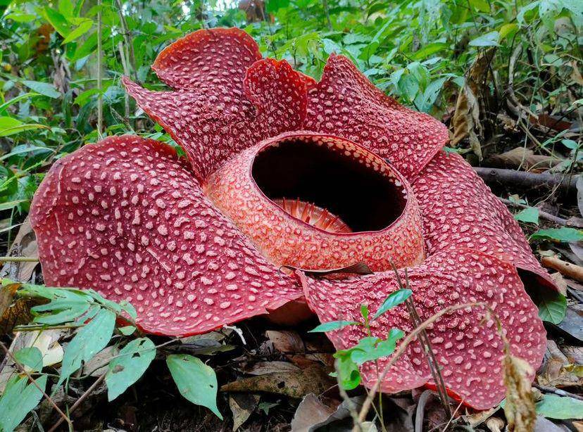 Rafflesia arnoldi di Tanggamus. (Instagram/rhinocamp_tnbbs)