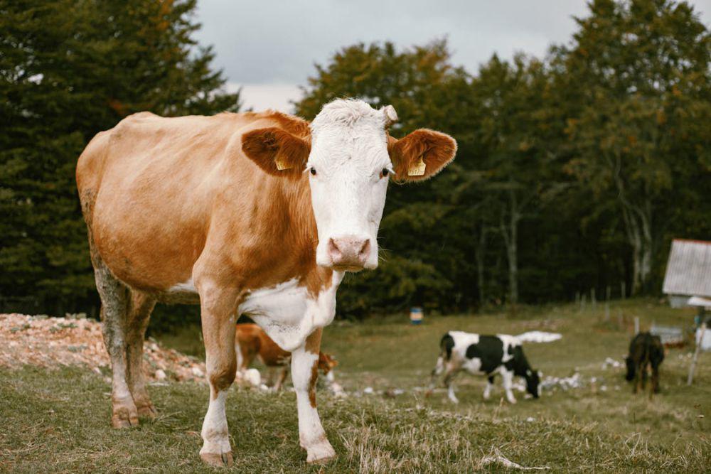 Daftar Harga Sapi Kurban 2024 Terlengkap untuk Idul Adha