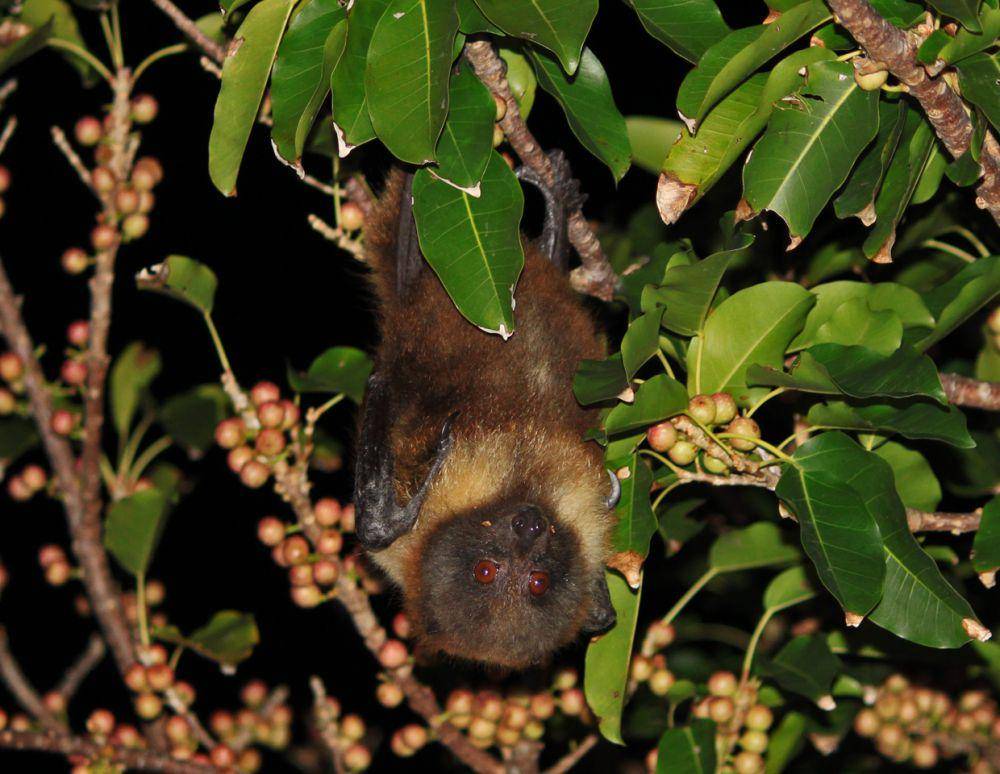 Kalong (commons.wikimedia.org/Koolah)