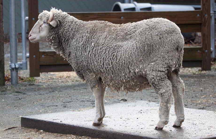 Santa cruz sheep (petmapz.com)