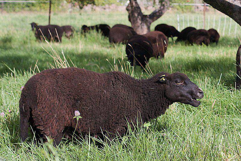 Black welsh mountain sheep (commons.wikimedia.org/Cogdogblog)