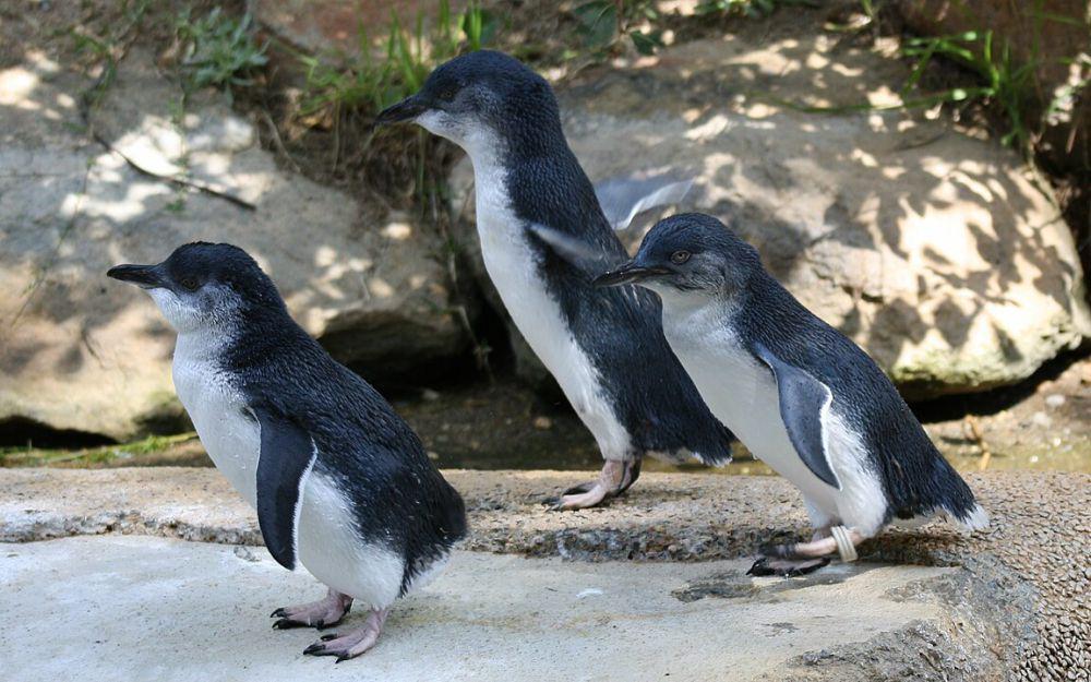 6 Fakta Penguin Peri, Hewan Kecil yang Loyal dan Senang Berkomunikasi