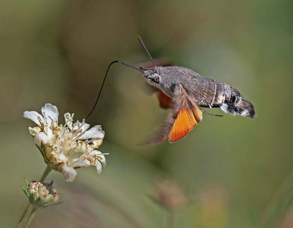 Ngengat Elang Kolibri (commons.wikimedia.org/Charles J. Sharp)