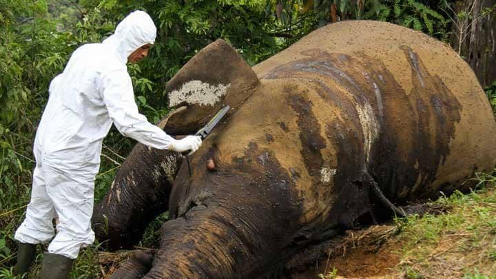 Gajah jantan ditemukan mati di kawasan Gunung Salak, Aceh Utara. (ANTARA FOTO/Rahmad)