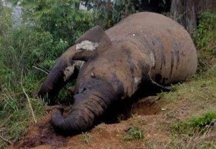 Gajah jantan ditemukan mati di kawasan Gunung Salak, Aceh Utara. (Google)